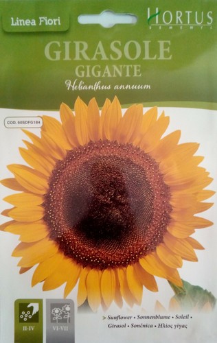 Semi girasole gigante in - semi, di