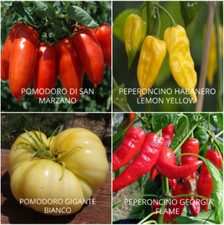 120 SEMI DI POMODORI E
