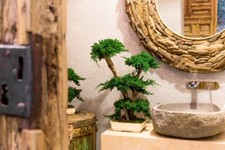 Pianta di Bonsai Ginepro