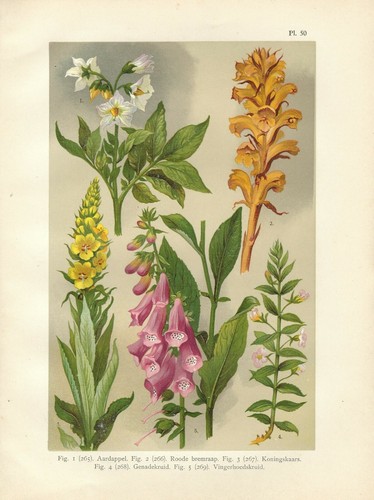 Stampa antica fiori digitale - antica,