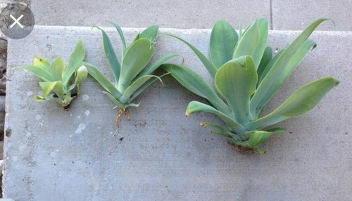 Lote suculenta agave - lote, 5