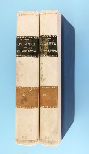 Spalteholz atlante anatomia - spalteholz,
