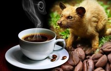 AUTENTICA KOPI LUWAK C O F F E