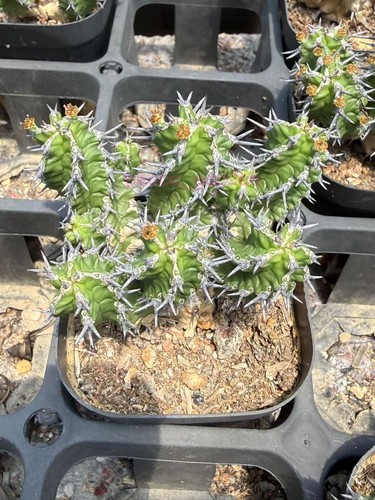 Euphorbia mitriformis rara