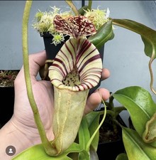 Nepenthes Burbidgeae x