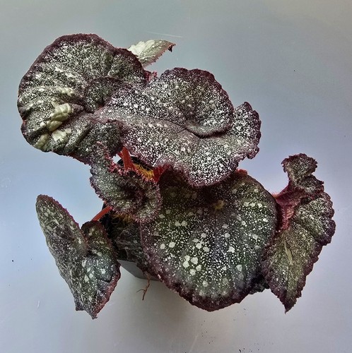 Bellissima begonia speckled - bellissima,