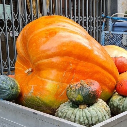 Sem1 zucca gigante enorme - zucca,