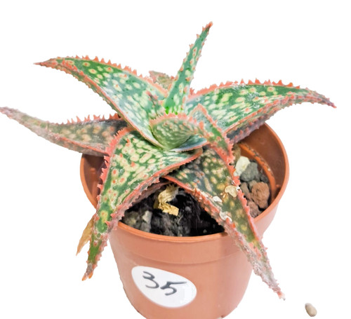 Aloe christmas carol - Ø, 5,5