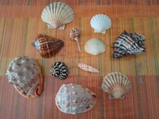 lotto conchiglie vari modelli