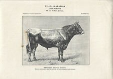 Stampa antica TORO di razza