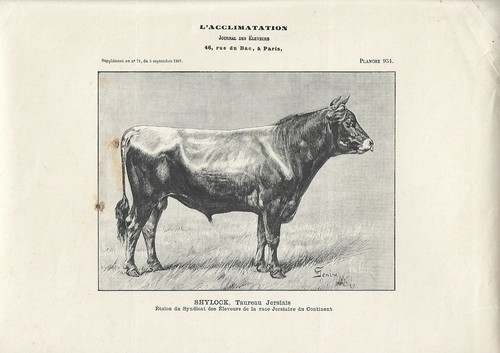 Stampa antica toro - antica,