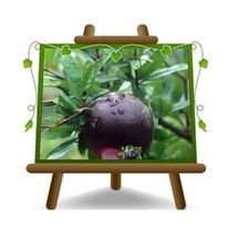 Melograno frutto nero pianta - -,