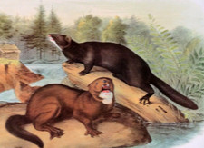 John Audubon Wildlife visone maschio e femmina vintage libro piatto stampa 33