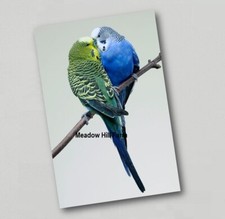 Calamita frigo budgerigar - calamita,