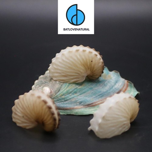 Conchiglia nautilus carta - in,