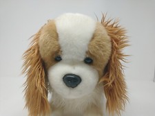 Auswella Cavalier King Charles