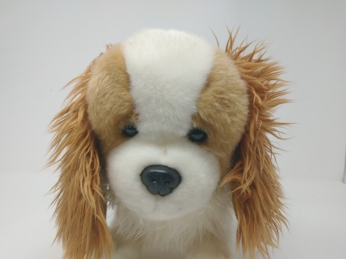 Auswella cavalier king charles - auswella,