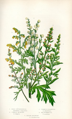 Stampa botanica antica 1899 - botanica,