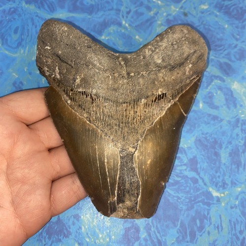 Megalodonte dente squalo - megalodonte,