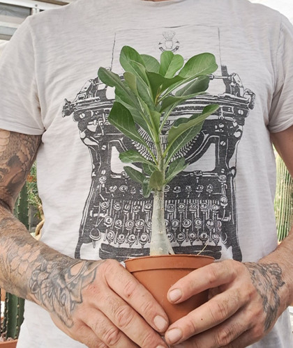 Adenium obesum plant cod - plant,