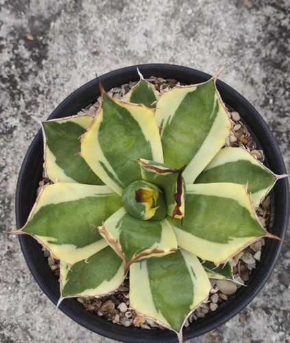 Agave titanota dente - titanota, a