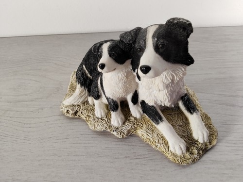 Border collie with - border, puppy