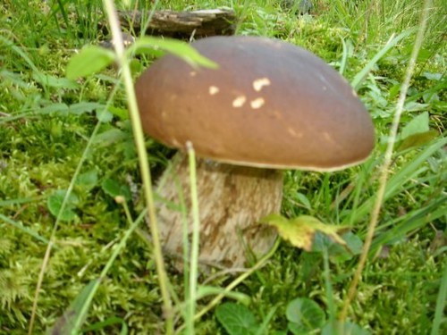 Funghi porcini - funghi,