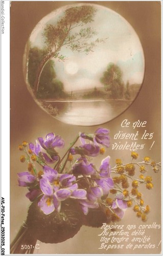 Avlp10 699 feste - avlp10-699-feste, viola