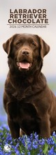 Cioccolato Labrador Retriever Cane 2026 Calendari Sottili