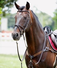 Pettorale inglese in cuoio con