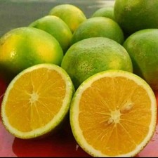 Semi di Arancia Baby Java -