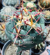 Thelocactus eterochromus