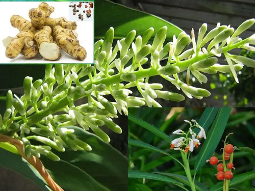 Alpinia galanga greater - galanga,