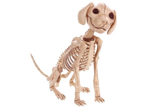 Scheletro cane cucciolo
