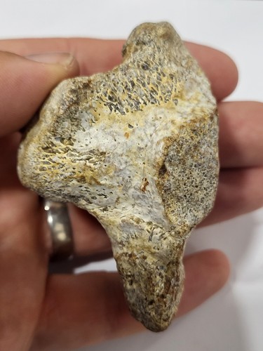 Large mosasaur vertebra fossil - mosasaur,