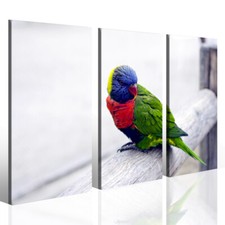 Quadro Colors of papagene