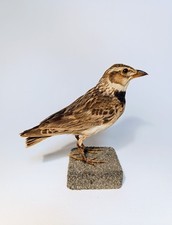 Taxidermy, Cabinet De Curiosites : calandra (Melanocorypha calandra)
