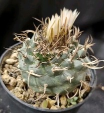 Turbinicarpus schmiedickeanus - turbinicarpus,