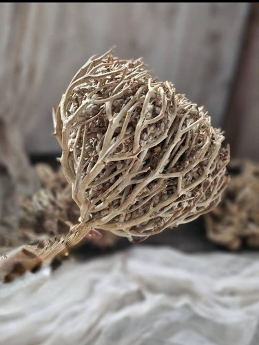 Fiore maryam albero casto - albero,