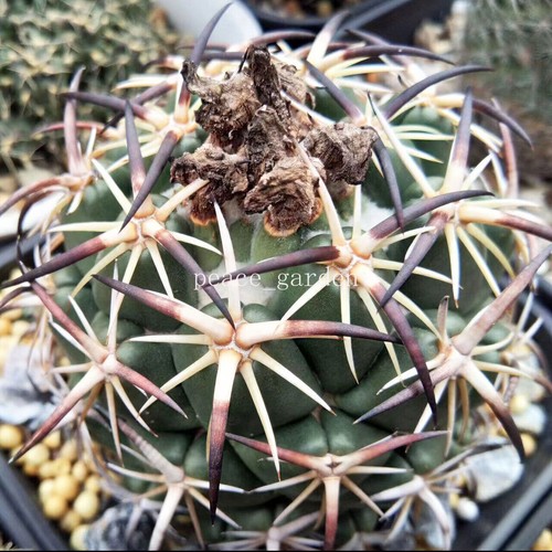 2pcs piante cactus - di,