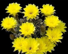 Lobivia shaferi, lobivia aurea