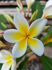 Frangipani Plumeria - pianta