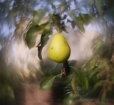 Obiettivo Petzval Modification Helios 44M 58mm F/2 Dreamy Swirly Bokeh M42 revisionato