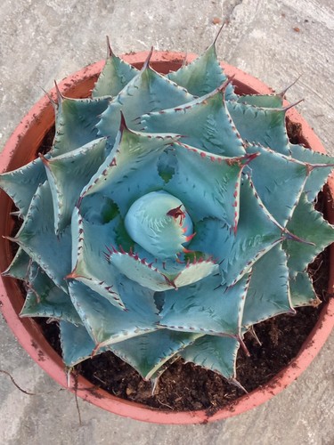Agave potatorum kisshokan - agave,