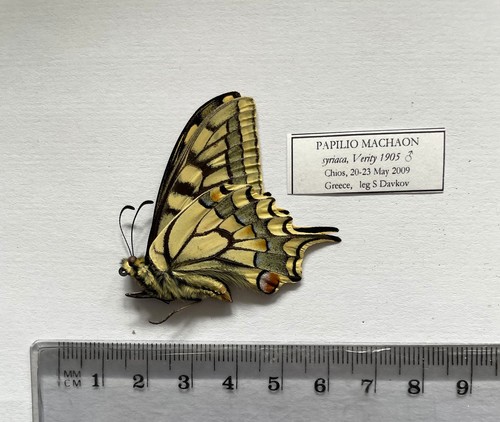 Papilio machaon - papilio,