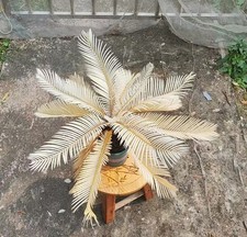 Thunb da giardino Cycas