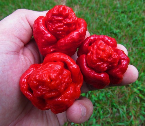Semi peperoncino - semi, di