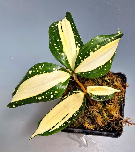 Dracaena surculosa via lattea - dracaena,