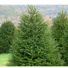 Abete rosso "Picea abies"