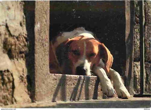 Postcard animals dogs - postcard,